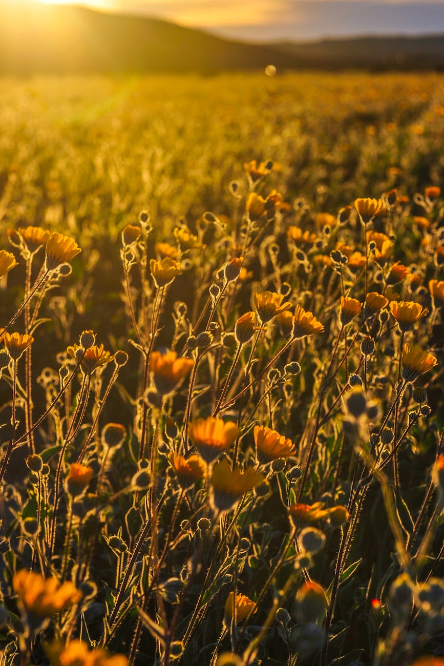 bed of california poppy flower